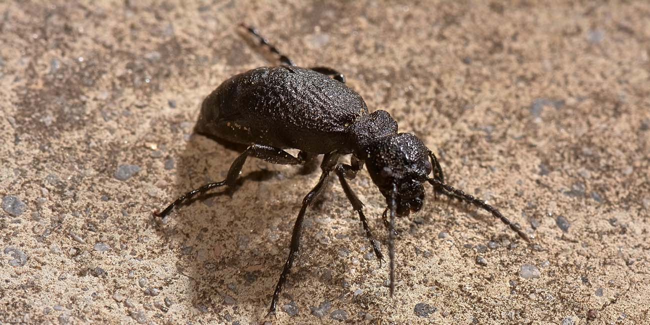 Meloidae:  Meloe ganglbaueri? Forse M. mediterraneus